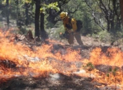 FILE - A firefighter sets a controlled burn with a drip torch while fighting the King fire in Mosquito, Calif., Sept. 23, 2014.