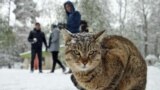پارک قیطریه تهران در روز برفی