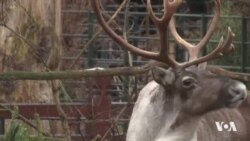 Li Berlînê Darên Krismisê bo Ajelan