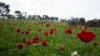 Brilliant Red Flowers Bloom Amid Ashes of Southern Israel