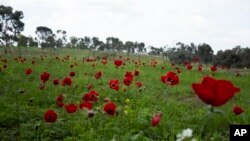 FILE — Anemone wildflowers bloom in Re'im, southern Israel, January 24, 2024, at the site of a cross-border attack by Hamas on the Nova music festival where hundreds of revelers were killed and kidnapped into the Gaza Strip. 