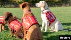 Anjing-anjing dari Tim Deteksi Medis di Milton Keynes, Inggris, 22 Oktober 2018.