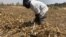 With rains expected in a few weeks time, a man in Harare, Zimbabwe, prepares his land to plant corn, Sept. 5, 2018.