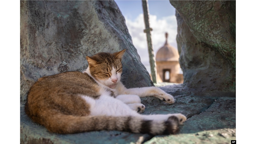 Removing store stray cats