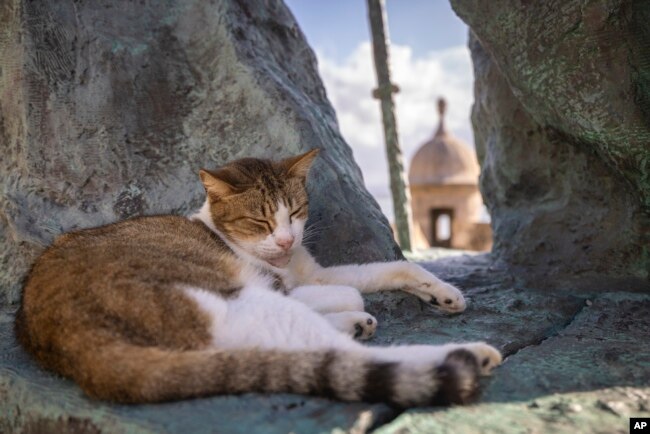 A stray cat rests on a statue in Old San Juan, Puerto Rico, Wednesday, Nov. 2, 2022. (AP Photo/Alejandro Granadillo)