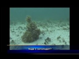 Каде е октоподот?
