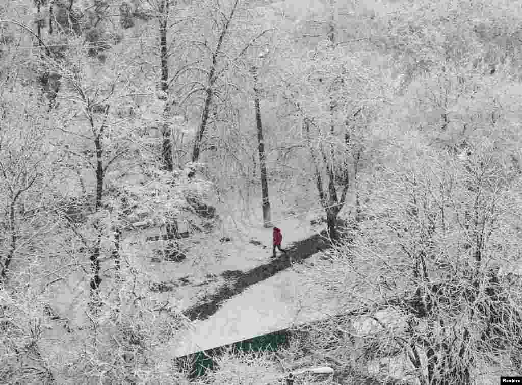 A man walks amidst snow-covered trees in Kyiv, Ukraine.