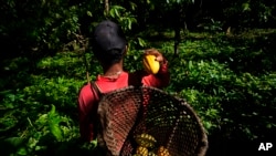 FILE —Jose Carlos, an employee at the Sitio Gimaia Tauare owned by Neilanny Maia, harvests cocoa fruits by hand, for processing by the De Mendes Chocolates company, on the island of Tauare, in the municipality of Mocajuba, Para state, Brazil, June 2, 2023.