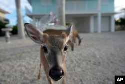 FILE - A Key deer, the smallest subspecies of the white-tailed deer that have thrived in the piney and marshy wetlands of the Florida Keys, walks in a residential neighborhood, Oct. 15, 2024, in Big Pine Key, Fla.