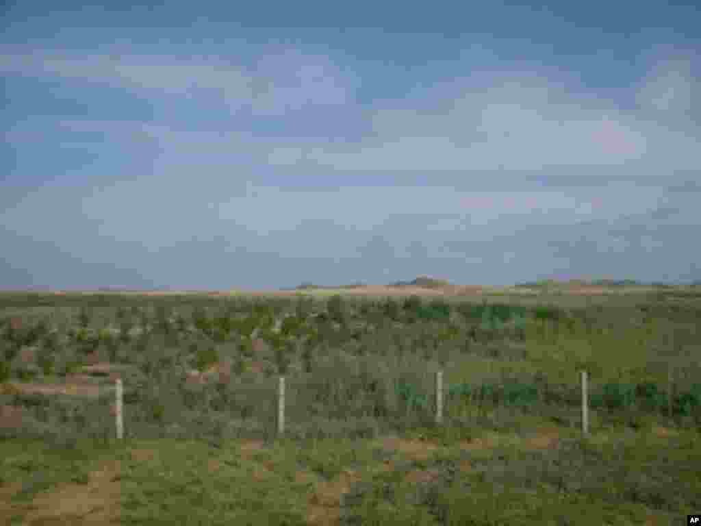 這片沙漠已經變成綠色