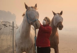 Volunteers help evacuate horses during the Easy Fire, Oct. 30, 2019, in Simi Valley, Calif.