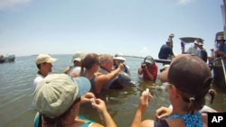 A Barataria Bay dolphin is photographed by researchers, April, 2011.