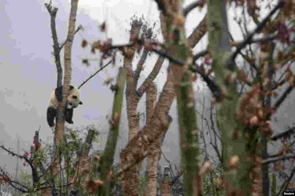 A giant panda sits in a tree at a panda breeding center in Dujiangyan, Sichuan province January 11, 2012.