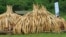 Ivory tusks are stacked to be burned in Nairobi National Park, Kenya, April 30, 2016. On Saturday, 105 tons of elephant ivory and more than 1 ton of rhino horn were destroyed in a bid to stamp out the illegal ivory trade. 