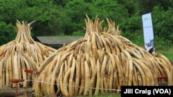 FILE - Ivory tusks are stacked to be burned in Nairobi National Park, Kenya, April 30, 2016. 105 tons of elephant ivory and more than 1 ton of rhino horn were destroyed in a bid to stamp out the illegal ivory trade. 