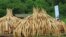 FILE - Ivory tusks are stacked to be burned in Nairobi National Park, Kenya, April 30, 2016. 105 tons of elephant ivory and more than 1 ton of rhino horn were destroyed in a bid to stamp out the illegal ivory trade. 