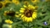 走进美国：太阳花与野生动物