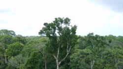 Brasil está distante de se tornar um país em desenvolvimento sustentável, dizem especialistas