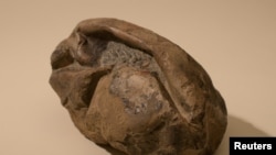 A fossil egg of a marine reptile, found in Antarctica, is seen in this picture obtained by Reuters on June 16, 2020. (University of Chile/Handout via Reuters)