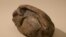A fossil egg of a marine reptile, found in Antarctica, is seen in this picture obtained by Reuters on June 16, 2020. (University of Chile/Handout via Reuters)