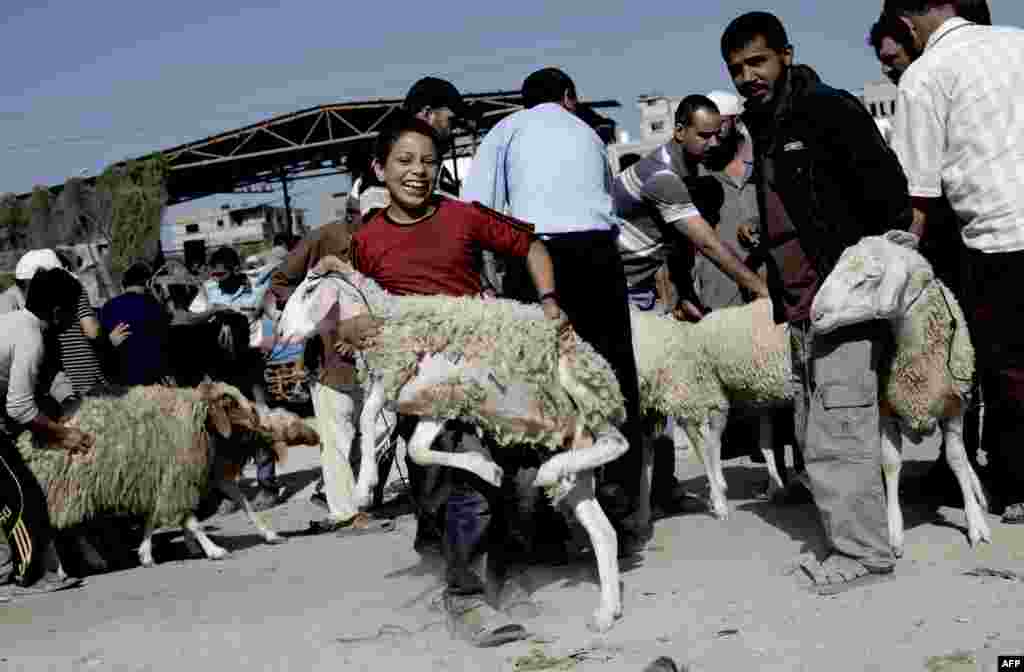 Seorang bocah laki-laki Palestina berusaha mengangkat seekor kambing di sebuah pasar di Gaza City menjelang hari raya Idul Adha.