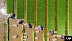 Farmers plant rice in a paddy in Haian, in China&#39;s eastern Jiangsu province.