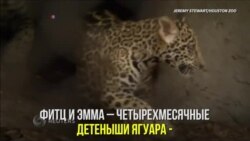Дебют ягуаров