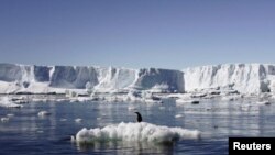 Un pingüino reposa momentáneamente sobre un trozo de hielo que se derrite en el este del Antártico.