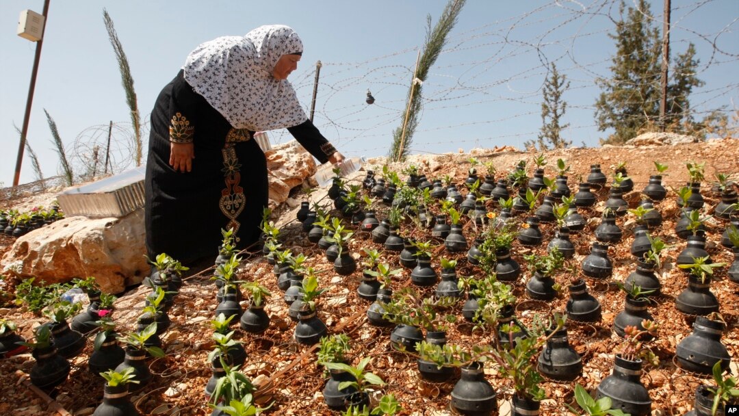 Seorang perempuan Palestina menyiram tanaman yang tumbuh dalam bekas tabung gas air mata di desa Bilin, dekat kota Ramallah di Tepi Barat (2/10).