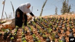 Seorang perempuan Palestina menyiram tanaman yang tumbuh dalam bekas tabung gas air mata di desa Bilin, dekat kota Ramallah di Tepi Barat (2/10).