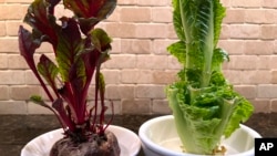 This September 20, 2022 image provided by Jessica Damiano shows beet greens, left, and Romaine lettuce grown indoors from kitchen scraps. (Jessica Damiano via AP)