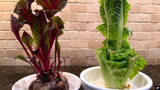 This September 20, 2022 image provided by Jessica Damiano shows beet greens, left, and Romaine lettuce grown indoors from kitchen scraps. (Jessica Damiano via AP)