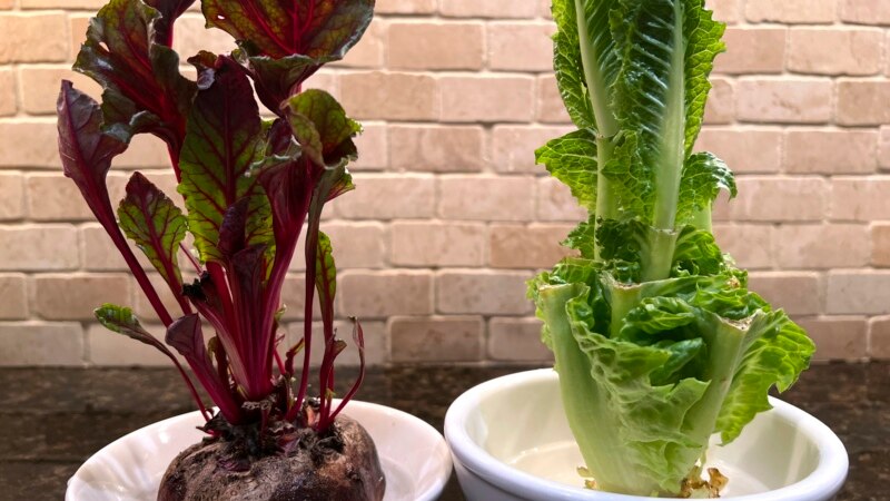 Regrow Vegetables to Reduce Waste, Save Money