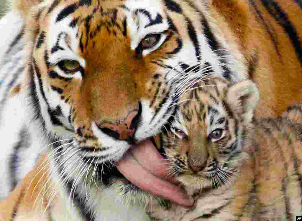 Septmebr 29: Female Amur tiger Iris licks its 7-week-old cub at the Royev Ruchey zoo in Russia's Siberian city of Krasnoyarsk. The Amur tiger is an endangered species. (REUTERS/Ilya Naymushin)