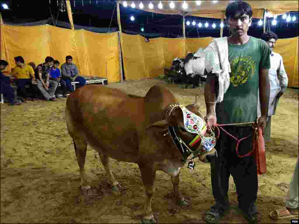 کراچی کی مویشی منڈی میں مالک ایک چھوٹی نسل کی گائے فروخت کرتے ہوئے