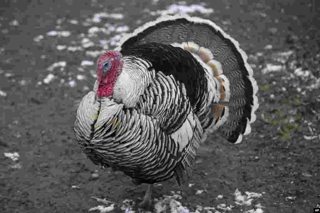 Nyu-York shtati&nbsp;