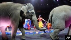 大象最後一場演出