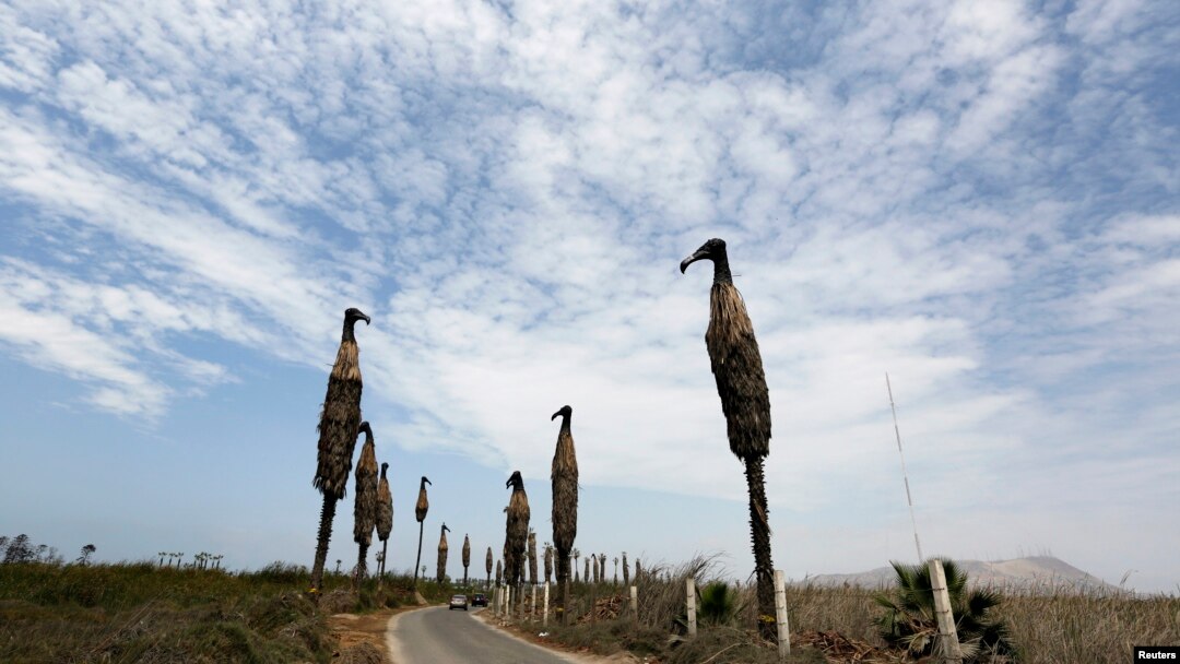 Instalasi seni "Burung Nazar Hitam" karya seniman Cristina Planas berjajar di jalan di Villa Wetlands, daerah yang dilindungi di Lima, Peru (5/12). (Reuters/Mariana Bazo)