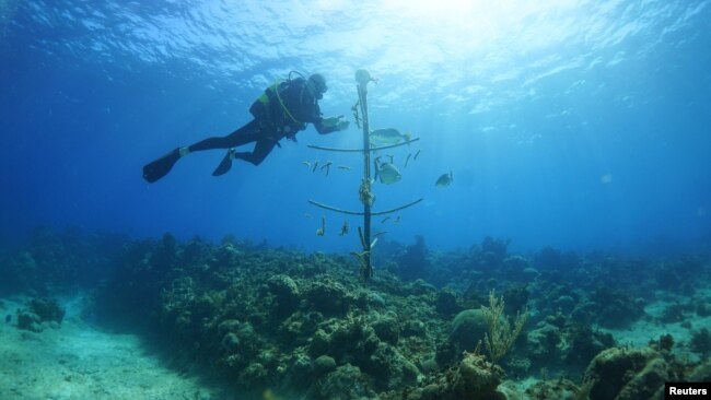 Professional diver and coral reef conservationist Luis Muino cleans the coral where it is grown from underwater plant material in Playa Coral beach, Cuba on April 29, 2022. (REUTERS/Alexandre Meneghini)