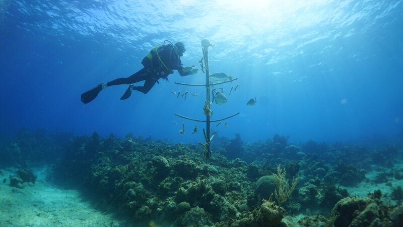 Cubans Grow Corals, Restore Reef with Limited Support