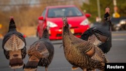 Wild turkeys cross a street on the eve of Thanksgiving in Staten Island, New York, Nov. 25, 2020.