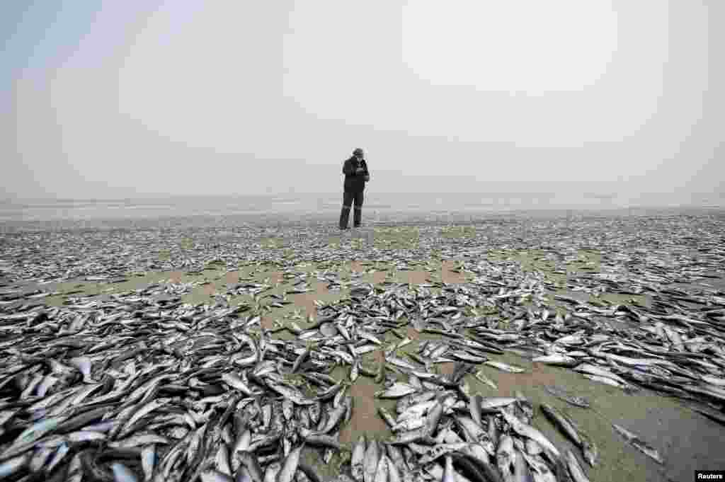 An employee from Chile&#39;s National Fisheries and Aquaculature Service looks at dead fish washed up on shore, in Horcones, Chile, Feb. 3, 2021.