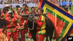 A man leads his winning buffalo out of fighting field in Do Son beach town of Hai Phong, Vietnam, Sept. 28, 2017. Vietnam's water buffalo fighting festival has resumed amid calls for an end to the traditional annual event because of its violence. 