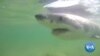 LogOn: App Aims to Warn Humans of Shark Presence