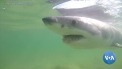 LogOn: App Aims to Warn Humans of Shark Presence