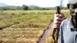 "Gafanhotos" e o agricultor do Vale do Rio Munhino (Angola)