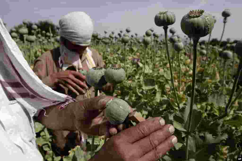 جمع آوری شیره کوکنار در منطقه خوگیانی ولایت ننگرهار.