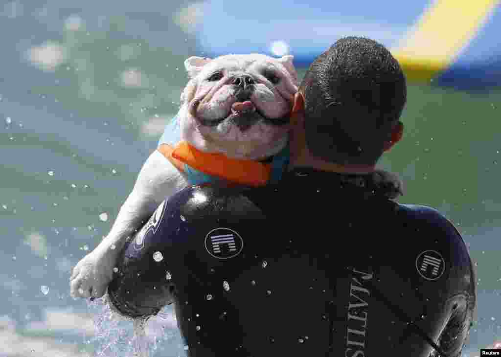 A dog is carried back into the water after riding a wave at the 6th Annual Surf City surf dog contest in Huntington Beach, California, Sept. 28, 2014.