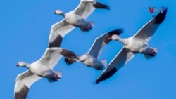 د نړیوالې تودوخې له زیاتېدو سره په سوېل لوېدیځه امریکا کې د بې شمېره کډوالو مرغانو د راتګ راتګ وخت بدل شوی