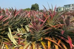 FILE -Pineapples grow in a field in Kaohsiung, Taiwan February 27, 2021.
